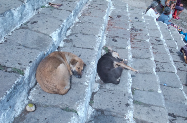 Dogs on the steps of Santo Tomás